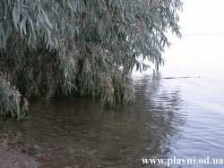 Barta (Plavni) Un copac se oglindeste in apa lina. Село Плавни. Дерево отражается в зеркальной воде.